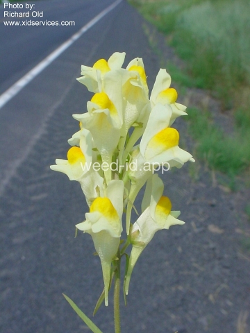 toadflax, yellow